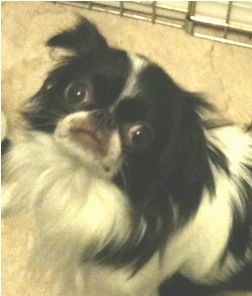 Close Up - A white and black Japanese Chin is sitting in front of a metal dog crate looking up
